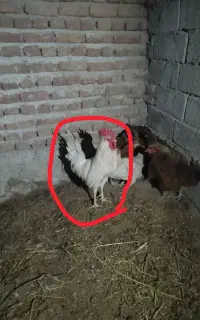 خروس فروش فوری