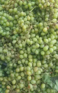 غوره