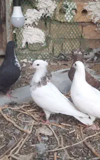 کفتر