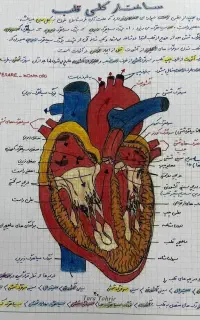 آموزش زیست شناسی متوسطه دوم،علوم تجربی متوسطه اول
