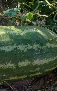 فروش درخت و هندوانه