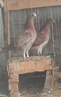 کبوتر