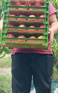 نیروی کار میوه چینی