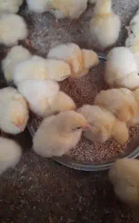 فروش فوری جوجه گوشتی ۷۰عدد موجوده
