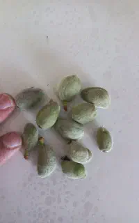 چاقاله تازه