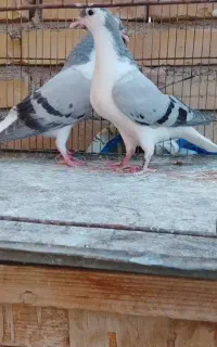 کبوتر. جوجه ساده سبز