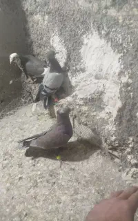 کفتر صید