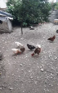 مرغ خروس لوهمن