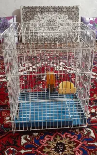قفس طوطی