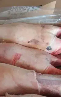 پاچه گوساله جوان پیک رایگان