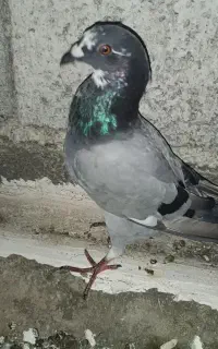 کبوتر