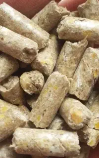 کارخانه خوراک دان دام/طیور پلت شده و کنستانتره