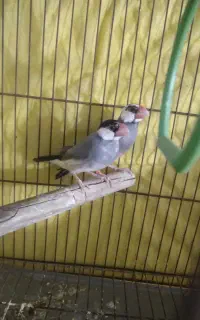 نر و ماده فنچ نرگسی