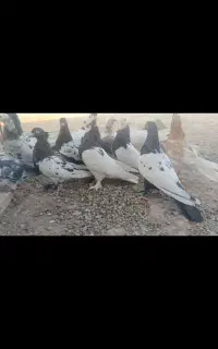 کبوتر