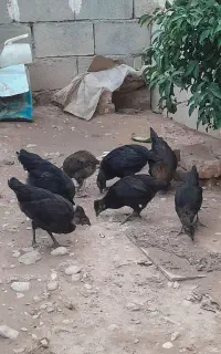 چهار جوجه مرغ دو خروس
