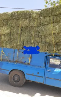 کاه گندم
