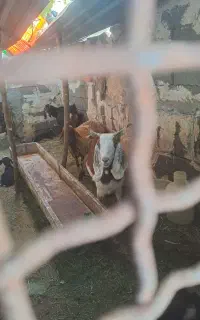 دوتا بز چاق چاق