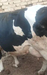 یک راس گاو درجه یک یک تازه زا شیری