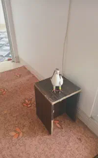 راست سرخ نر