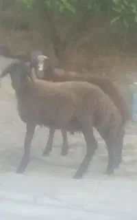 بره نروماده تراشیده تمیز
