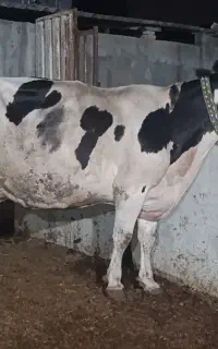 گاو۵ماه ابستن