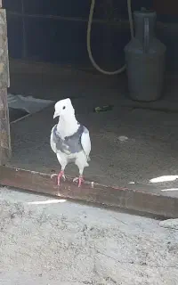 کبوتر