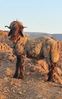 قوچ بره قوچی نرمیش
