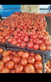 گوجه ربی قوچان مستقیم از کشاورز
