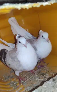 پرنده