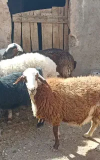 میش ابستن