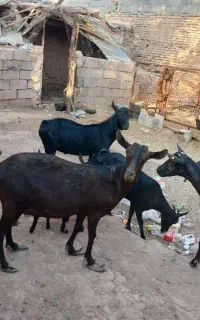 ۶ تا بز مورسیا زاییده اوستن سنگین