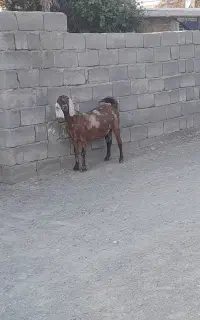 بز گوشتی وشیری