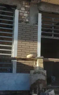بنا ساختمانی هستم