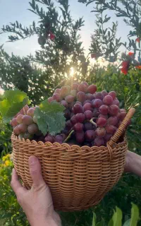 مشاوره تخصصی باغ