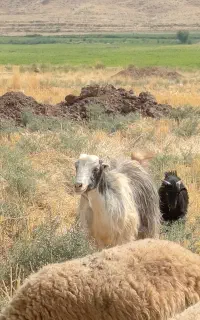 بز غاله