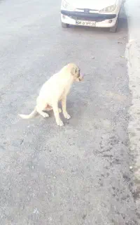 سگ  نژاد دار