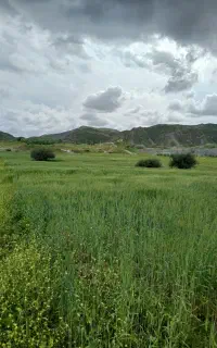 گندم تازه دیم