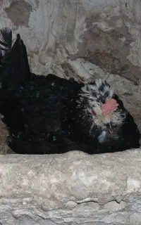مرغ گلین کرچ با تخم مرغ