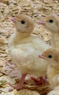 جوجه بوقلمون بیوتی ۶