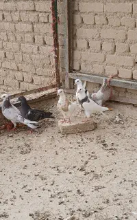 جوجه طوقی و جوجه شازده