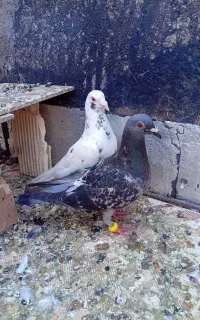 کفتر