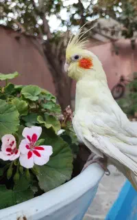 عروس هلندی لوتینو ماده