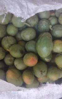 خریدوفروش گردو