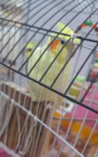 عروس هلندی نر و ماده