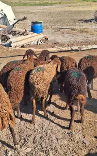 بره ماده مناسب نگهداری