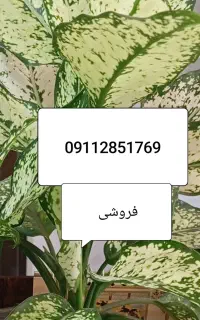 سیم کارت دائمی