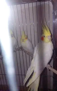 عروس هلندی ماده