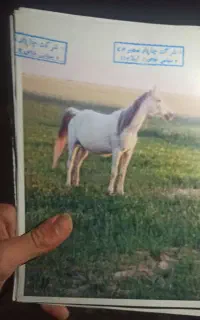 اسب مادیون