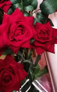 گل رز