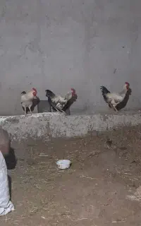 خروس محلی
